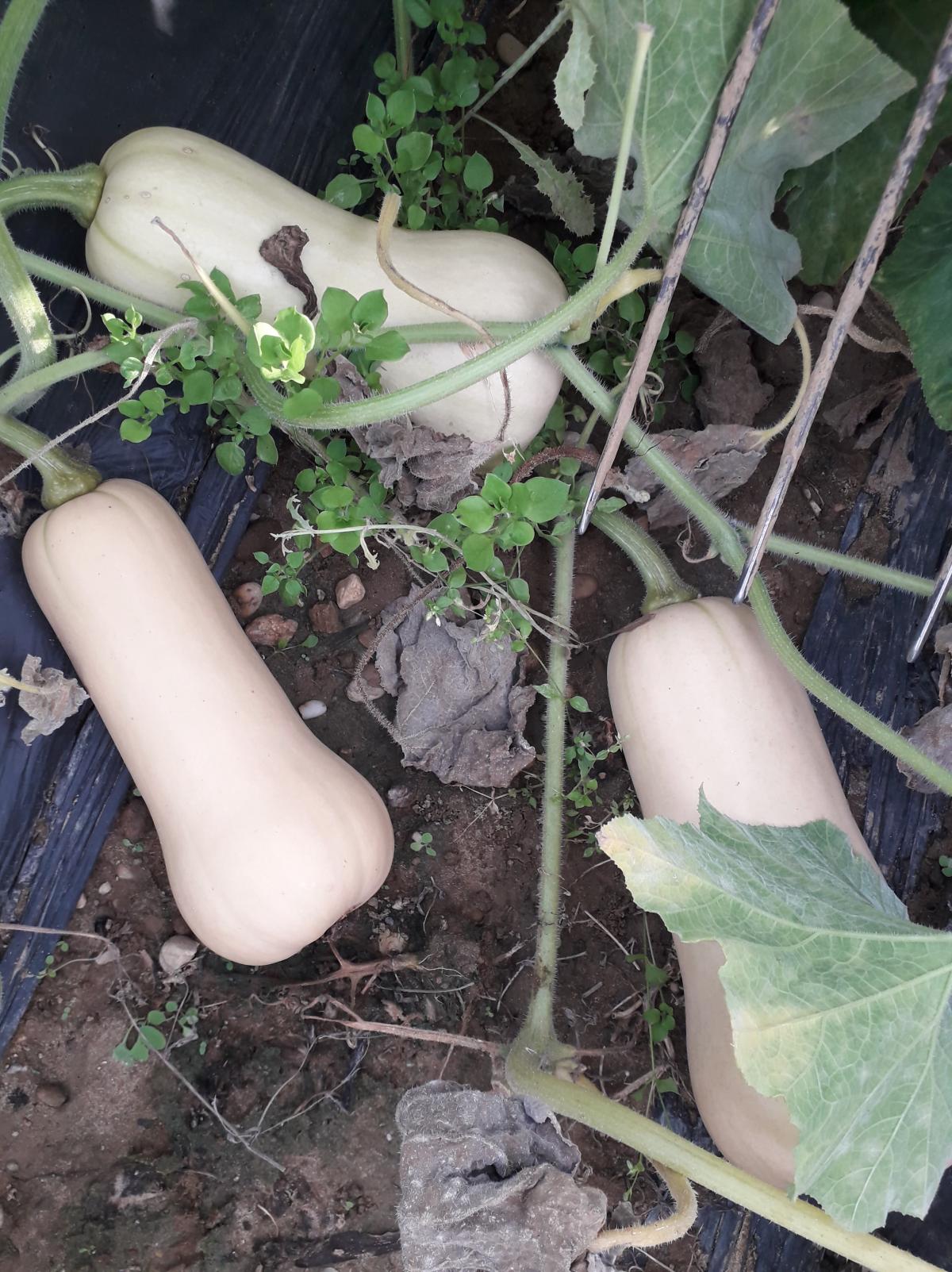 Butternut